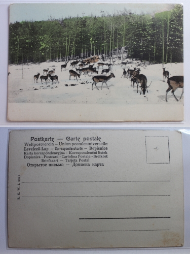 AK Ungarn Tiere im Wald ungebraucht #PB312