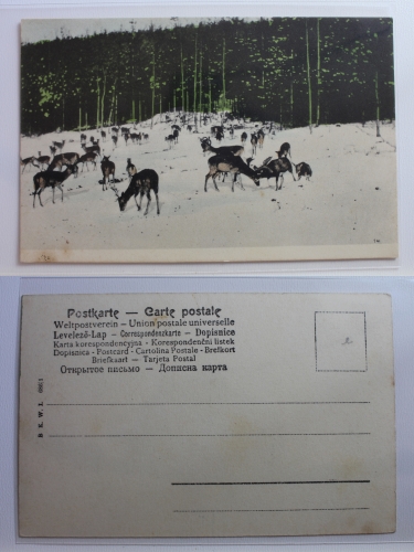 AK Ungarn Tiere im Wald ungebraucht #PB344