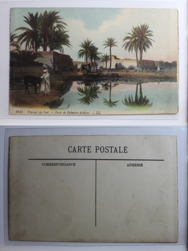 AK Paysage du Sud - Oasis de Palmiers-dattiers - LL ungebraucht #PB898