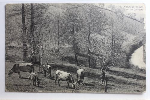 AK Djurjura Páturage Kabyle sur le Djurjura ungebraucht #PC736