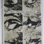 AK Amrum Mehrbildkarte (Vogelwelt) ungebraucht #PF266