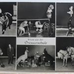 AK Hamburg-Stellingen Dressurschule - Hagenbeck`s Tierpark gebraucht #PE731