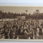 AK Touggourt (Algerien) Le marché et Poasis ungebraucht #PH550