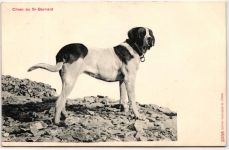AK Schweiz Chien du St. Bernard ungebraucht #PM709