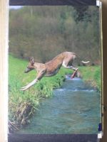 Sammlung Postkarten mit Motiv Werbung und Reklame etc. #LX100