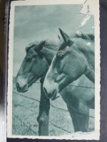 Sammlung Postkarten mit Motiv Werbung und Reklame etc. #LX100