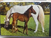 Sammlung Postkarten mit Motiv Werbung und Reklame etc. #LX100