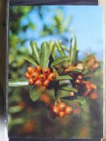 Sammlung Postkarten mit Motiv Werbung und Reklame etc. #LX100