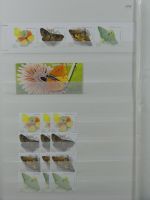 Madeira ** besammelt mit jeder Menge Material im Einsteck-Album #MA311