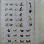 Madeira und Azoren ** besammeltes Lager im Einsteck-Album #MA318