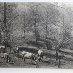 AK Djurjura Páturage Kabyle sur le Djurjura ungebraucht #PC736