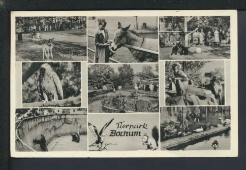 Ansichtskarte Bochum NRW Tierpark Zoo Tiere Lippstadt Bären Vögel