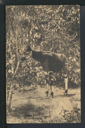 Tiere Okapi Waldgiraffe Bild Ganzsache Belgisch Kongo Schoolen Antwerpen Belgien