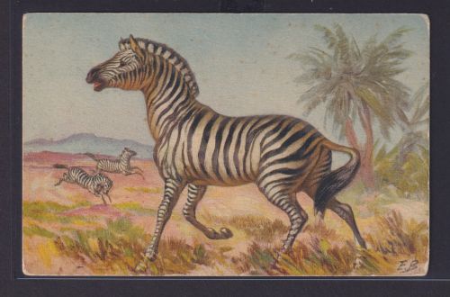 Ansichtskarte Tiere Tierkarte Zebra Pferde Künstler sign. E.B.