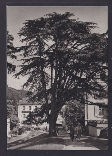 Ansichtstskarte Badenweiler Markgrafenbad Libanon Zeder Baden Württemberg