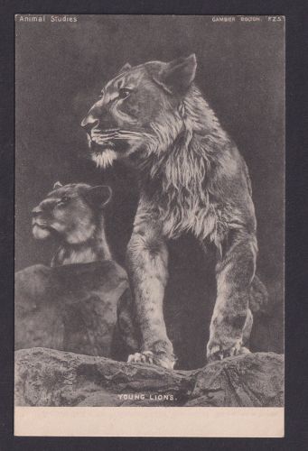 Ansichtskarte Tiere Löwe Raphael Tuck & Sons Animal Studies Series