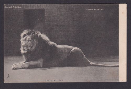 Ansichtskarte Tiere Löwe Raphael Tuck & Sons Animal Studies Series
