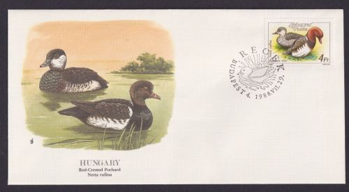 Hungary Ungarn Fauna Vögel Rotkamm Tafelente schöner Künstler Brief