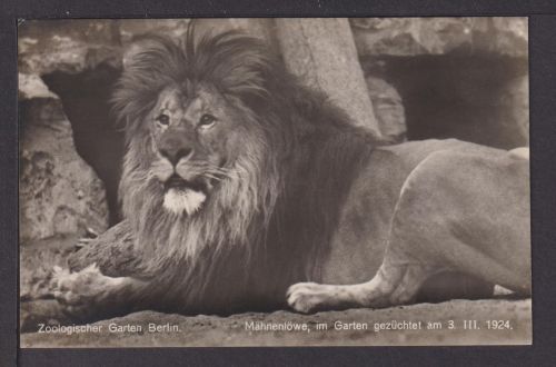 Ansichtskarte Zoologischer Garten Berlin Mähnenlöwe gezüchtet 1924 Löwe Tiere