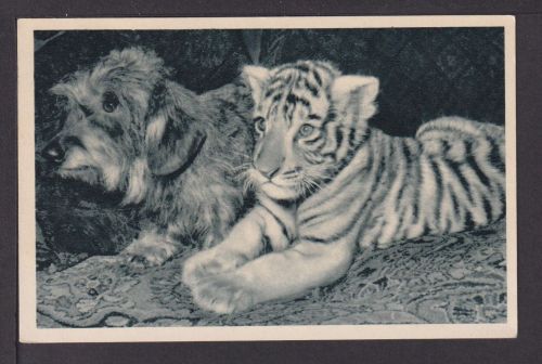 Ansichtskarte Zirkus Busch Berlin Tiger Hund