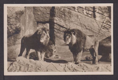 Ansichtskarte Carl Hagenbecks Tierpark Hamburg Zoo Berberlöwen Löwen