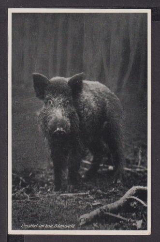 Ansichtskarte Jagd Wildschwein Ernsttal Baden-Württemberg Bad Cannstatt