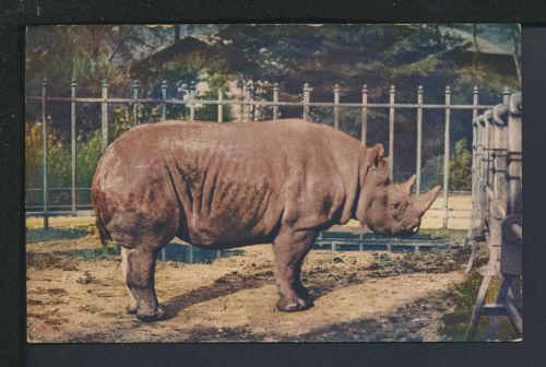 Zoo Tiere Nashorn Auslands Ansichtskarte MIF Deutsches Reich Nationalmuseum Köln