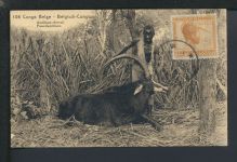 Bild Ganzsache Belgisch Kongo Gombart Prag Tschechien Tiere Antilope