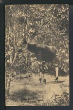 Tiere Okapi Waldgiraffe Bild Ganzsache Belgisch Kongo Schoolen Antwerpen Belgien