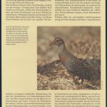 WWF Cocos Island 267-270 Tiere Vögel Keeling-Bindenralle kpl. Kapitel bestehend