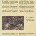 WWF Cocos Island 267-270 Tiere Vögel Keeling-Bindenralle kpl. Kapitel bestehend