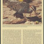WWF Cocos Island 267-270 Tiere Vögel Keeling-Bindenralle kpl. Kapitel bestehend