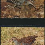 WWF Cocos Island 267-270 Tiere Vögel Keeling-Bindenralle kpl. Kapitel bestehend