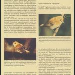 WWF Cook Island 1278-1281 Vögel Rarotonga-Fliegenschnäpper kpl. Kapitel besteh