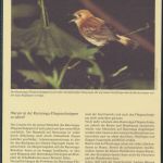 WWF Cook Island 1278-1281 Vögel Rarotonga-Fliegenschnäpper kpl. Kapitel besteh