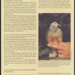 WWF Cook Island 1278-1281 Vögel Rarotonga-Fliegenschnäpper kpl. Kapitel besteh