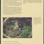 WWF Cook Island 1278-1281 Vögel Rarotonga-Fliegenschnäpper kpl. Kapitel besteh