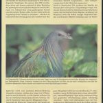 WWF Salomon Inseln 835-838 Tiere Vögel Die Kragentaube kpl. Kapitel besteh