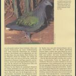 WWF Salomon Inseln 835-838 Tiere Vögel Die Kragentaube kpl. Kapitel besteh