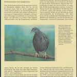 WWF Salomon Inseln 835-838 Tiere Vögel Die Kragentaube kpl. Kapitel besteh