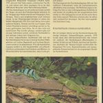 WWF Tonga 1140-1143 Tiere Der Kurzkammleguan kpl. Kapitel bestehend aus