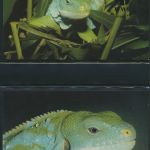 WWF Tonga 1140-1143 Tiere Der Kurzkammleguan kpl. Kapitel bestehend aus
