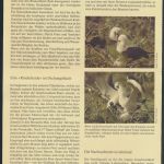 WWF Weihnachtsinsel 303-306 Tiere Vögel Der Graufußtölpel kpl. Kapitel bestehend