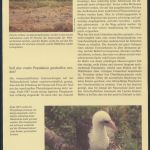 WWF Weihnachtsinsel 303-306 Tiere Vögel Der Graufußtölpel kpl. Kapitel bestehend