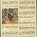 WWF Tristan da Cunha 513-516 Vögel Teichhuhn und Ammer kpl. Kapitel bestehend