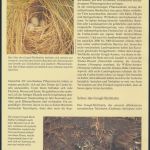WWF Tristan da Cunha 513-516 Vögel Teichhuhn und Ammer kpl. Kapitel bestehend