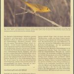 WWF Barbados 770-773 Tiere Vögel Goldwaldsänger kpl. Kapitel bestehend