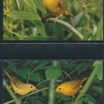 WWF Barbados 770-773 Tiere Vögel Goldwaldsänger kpl. Kapitel bestehend