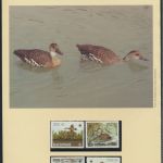 WWF Bahamas 672-675 Tiere Vögel Pfeifgans kpl. Kapitel bestehend