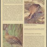 WWF Bahamas 672-675 Tiere Vögel Pfeifgans kpl. Kapitel bestehend